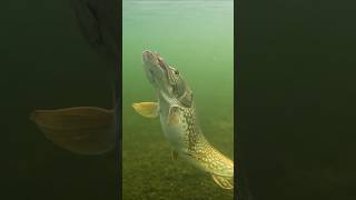 Double strike but look for the mistake pike fishing underwaterworld [upl. by Adnawed372]