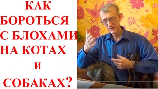 Как Бороться с Блохами на Котах и Собаках Меры Борьбы с Блохами [upl. by Raimundo]