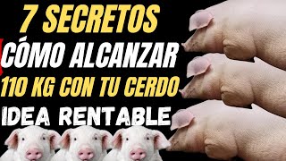 Cómo hacer crecer a tu cerdo hasta 110 kg [upl. by Timon173]