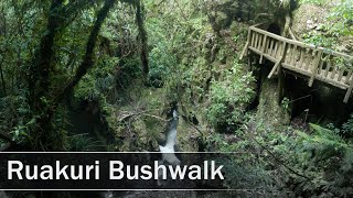 Ruakuri Bushwalk Waitomo New Zealand  4K [upl. by Olmstead564]