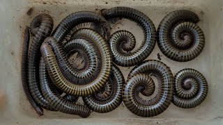 The Worlds Largest Millipedes Bugs Exploring amp Catching Wilderness Insects [upl. by Bourne]