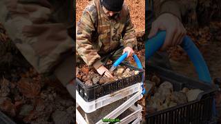 Real Gold Found Modular System Back in Action GoldPanning [upl. by Safier]