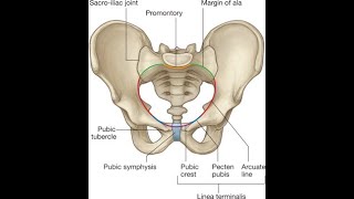 Mnemonics for Pelvic Brim structures Sacral promontory Ala of sacrum Iliopectineal line and Pubis [upl. by Parker]