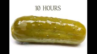 Pickle Song for 10 hours [upl. by Laiceps]