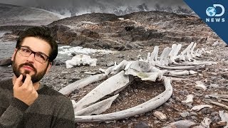 Why a Massive Whale Graveyards in The Desert [upl. by Dorolisa]