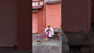 King Cobra snake dance on Rajasthani song 🐍🐍 [upl. by Ahsienyt4]