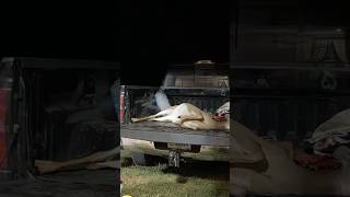 Quartering a deer on truck bed deerhunter shorts processing deerhunting farmfresh [upl. by Anihsat]