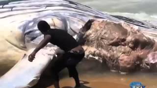 Local frenzy for the meat of a washed up dead whale [upl. by Spiros]