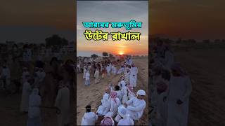 রাখাল যেভাবে মরুভূমিতে উট ছড়ায়।🐪 মরুভূমি রাখাল আরব প্রবাসী প্রবাসজীবন [upl. by Ilah]