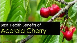 Acerola Cherry Benefits  Powder Extract and Seeds [upl. by Tristan668]