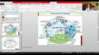 Eimeria 2nd lecture by Dr Ajit Kumar Dept of Parasitology BVC Patna [upl. by Anomis776]