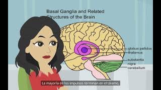 Centros visuales y centros auditivos Psicología básica localización de funciones en el cerebro [upl. by Nrehtak]