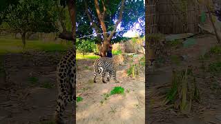 Viral video of bangal atack in forest of bangal lepord cuteanimals animals janwari [upl. by Ahseined787]