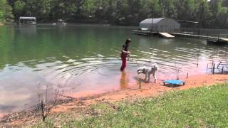 Dog Training Gus Aussie Doodle How To Teach Your Dog To Swim [upl. by Donoghue]