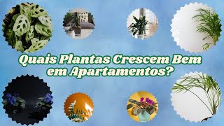 Quais Plantas Crescem Bem em Apartamentos [upl. by Baudin500]