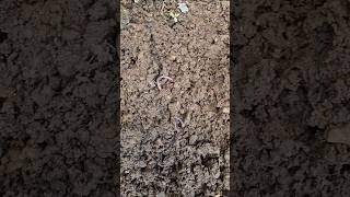 Earthworms are welcome anytime earthworm garden gardening shorts homegardening backyardgarden [upl. by Nikolas]