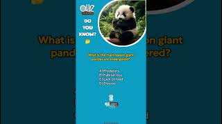 What is the main reason giant pandas are endangered quizevolve panda QuizTime ytshorts [upl. by Bove510]