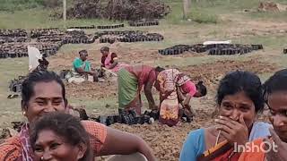 Mangrove Foundation of India  Mangrove Nursery Preparation work in Pulicat [upl. by Carma]