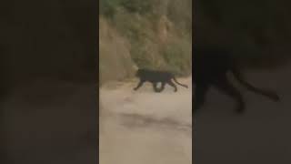 Black Panther spotted crossing a road at Mirik Okaity [upl. by Idnam]