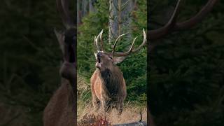 Amazing Sound of RED DEER During the Rut  red deer rutting calls [upl. by Abigael]