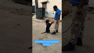 Rottweiler Puppy Namaste Training session 560 shorts [upl. by Appleby]