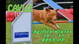 Agility Best of  winter 201617  Nova Scotia Duck Tolling Retriever Caylie [upl. by Aikrahs]