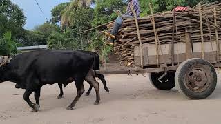 Carreta con bueyes  Playitas Comayagua Honduras [upl. by Arica]