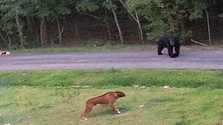 Boxer Dog vs Black Bear [upl. by Childers]