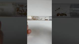 Mes fourmis ont emménagé dans leur nouveau tube [upl. by Richmound650]