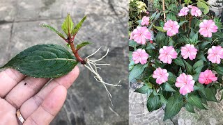 Impatiens walleriana grown from leaves produces endless roots and sprouts [upl. by Ocsinarf]