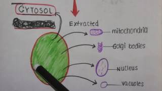 Cytoplasm vs Cytosol [upl. by Saunder]