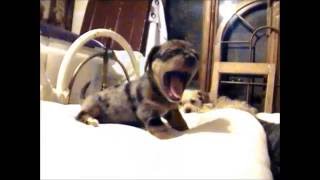 Chiweenie Puppies playing cute amp funny [upl. by Adyht]