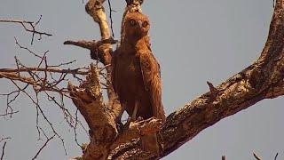 Brown snake eagle Circaetus Cinereus at Djuma Waterhole [upl. by Tiff]