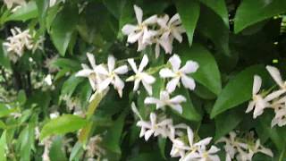 How to multiply trachelospermum jasminoides Star Jasmin [upl. by Acissj]