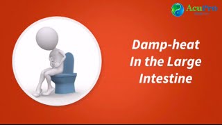 Damp Heat in Large Intestine [upl. by Lil556]