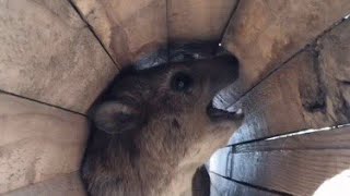 EXELLENT FUNNY HYRAXES Hyrax screeming MAMA [upl. by Anuala]