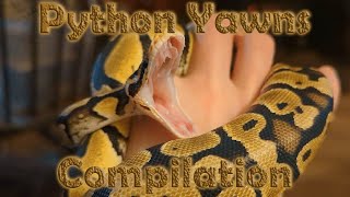 Ball Python Snake Yawn Compilation [upl. by Chrissy749]