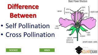 Difference Between Self Pollination and Cross Pollination  Hindi  Science  Quikr Exam [upl. by Arikihs422]