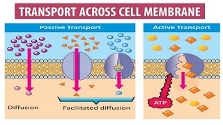 TRANSPORT ACROSS CELL MEMBRANE TRANSPORT OF SUBSTANCES ACROSS CELL MEMBRANE SHORT AND EASY [upl. by Ytirahc]