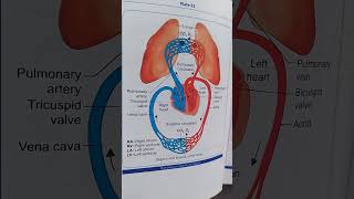 Pulmonary vs Systemic circulation  nursing nursingeducation [upl. by Kauppi384]