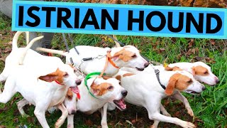 Istrian Hound  TOP 10 Interesting Facts  Shorthaired and Coarse Haired [upl. by Iralam]