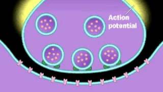 Synapse  Neurotransmitter  Presynaptic neuron  Postsynaptic Neuron  Action Potential [upl. by Nelrac]