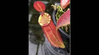 Nepenthes ampullaria x spectabilis x talangensis BE3738 [upl. by Avi966]