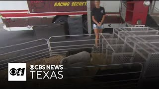 North Texas Fair and Rodeo adjusts schedule for extreme heat [upl. by Illa]