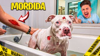 PRIMEIRO BANHO DO MEU PITBULL ALBINO e ele QUASE MORDEU TODO MUNDO [upl. by Asilej84]