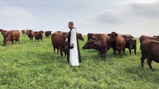 Bydło Polskie Czerwone u Białych Mnichów Szczyrzyc [upl. by Gniy]