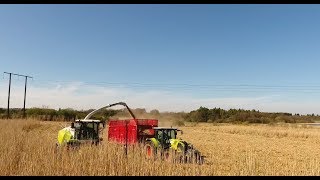 Harvesting Miscanthus Grass 2017 [upl. by Nawyt]