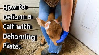 How to Dehorn a Calf with Dehorning Paste [upl. by Ahseiuqal382]