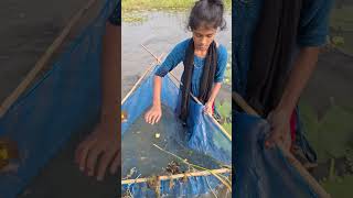 Amazing Village Girl catching deshi fish by Ucha net in Beel uchanetfishing catchfish fishing [upl. by Vanzant438]