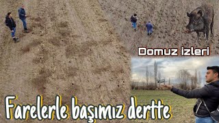 FARELERLE BAŞIMIZ DERTTEDOMUZ SÜRÜSÜ TARLADAN GEÇMİŞYEŞERİYORLAR [upl. by Mcclenon784]